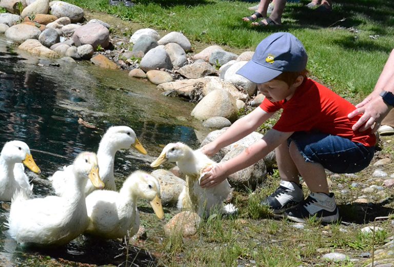 Welcome home: Daycares, schools release ducks into Memorial Gardens pond