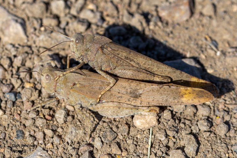 Grasshoppers – not all bad!