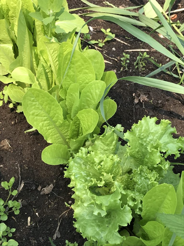 August: A Time to Plant Lettuce