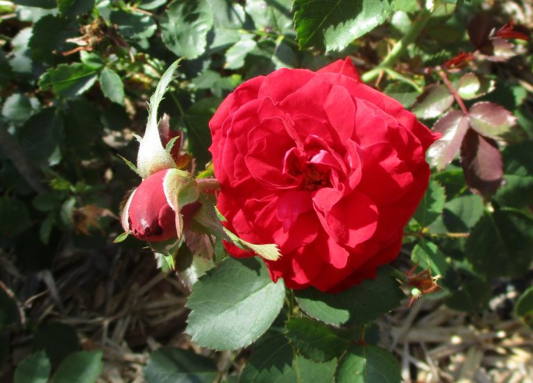 Caring for hardy roses