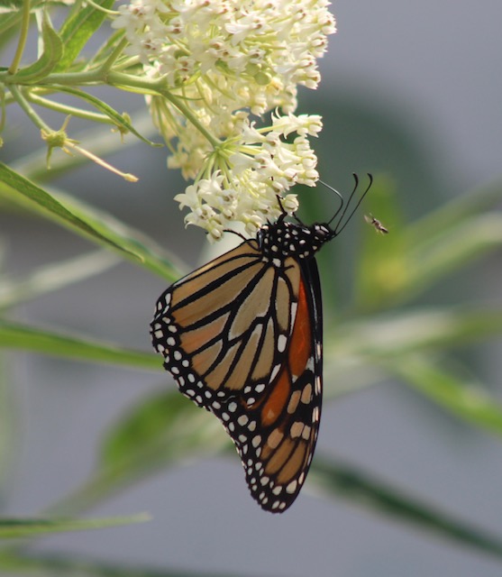 Flap to it, and plant a fall garden for monarchs