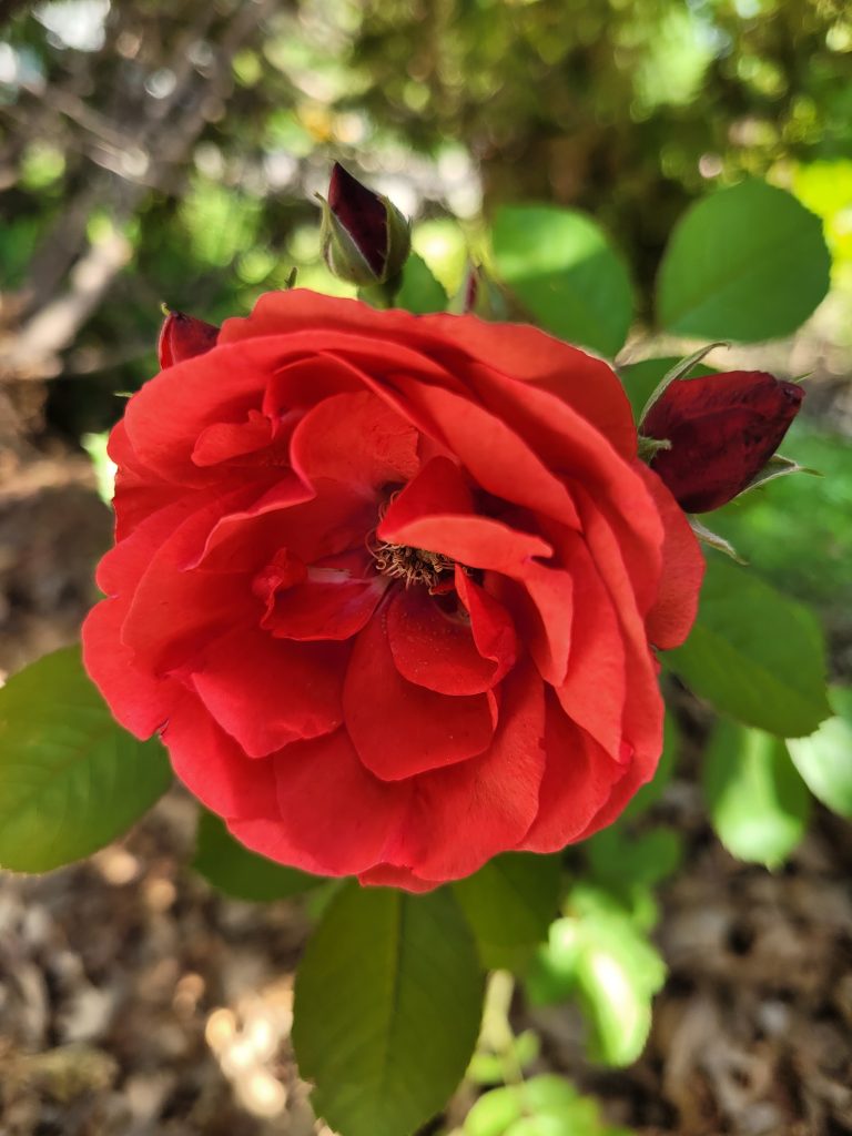 Roses in my garden – tried, true and totally hardy