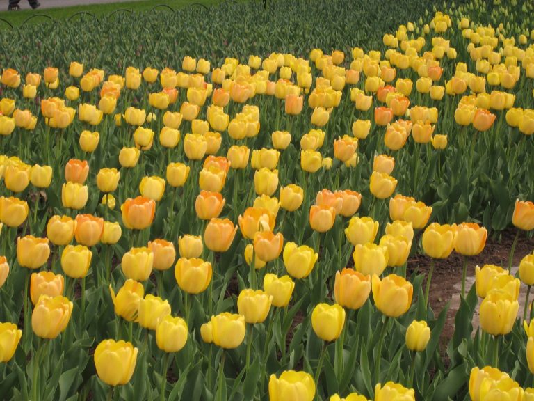 Darwin tulips – the best!