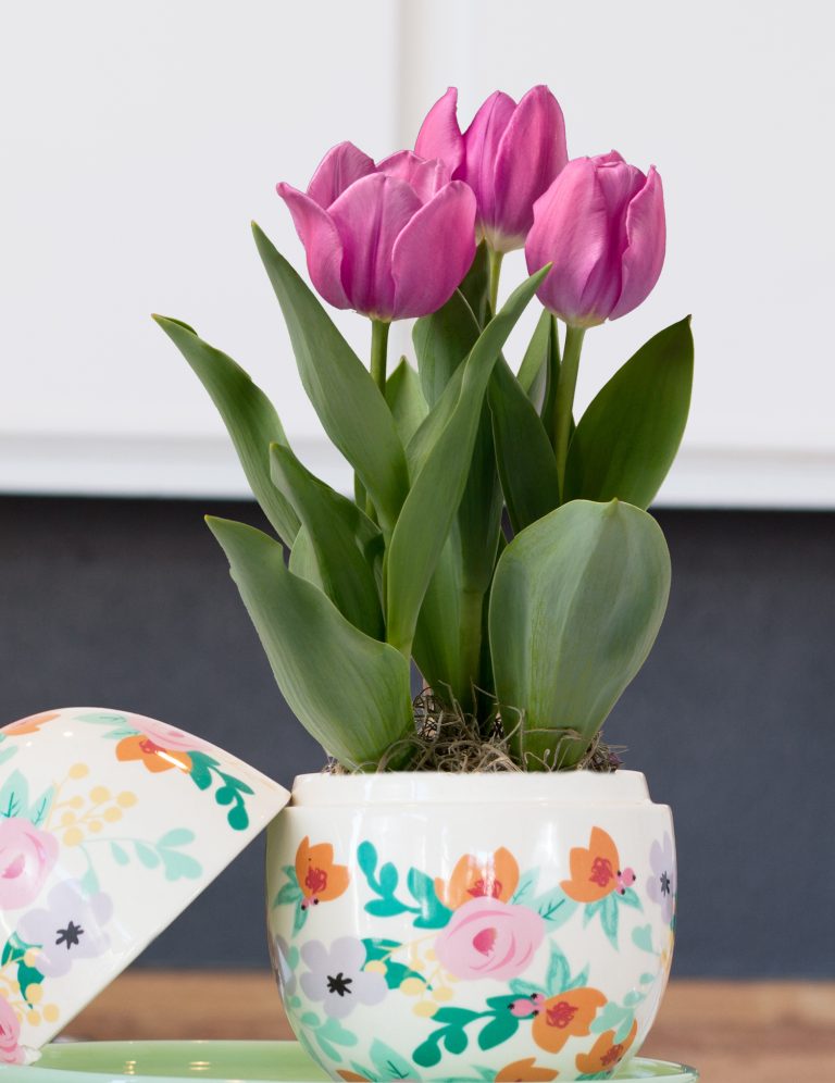 Chill out for an early indoor spring bulb floral display