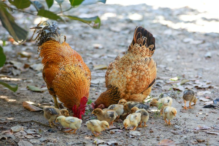 Nipawin council says no to backyard chickens
