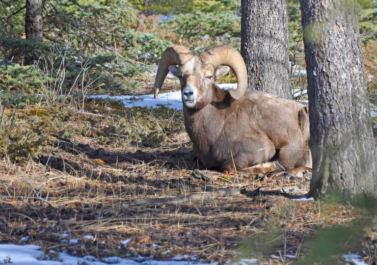 Officials suspect poaching after two bighorn sheep found headless