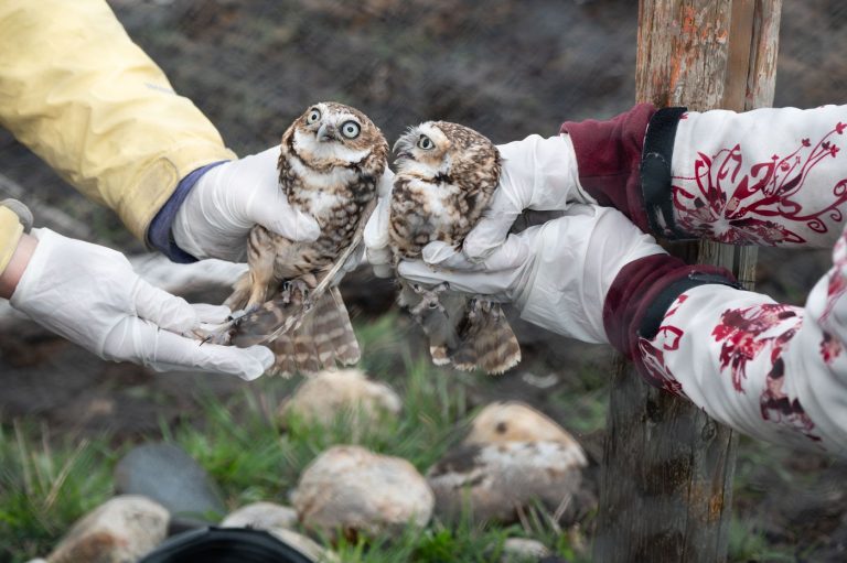 Conservation group protects endangered owls