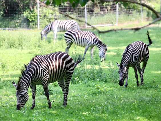 One charged in connection with June zebra herd seizure as Sask. government gives funds to Saskatoon zoo for winter barn