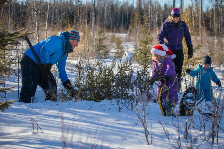 Chop, chop, timber: National Park encourages residents to pick the perfect Christmas tree at annual harvest