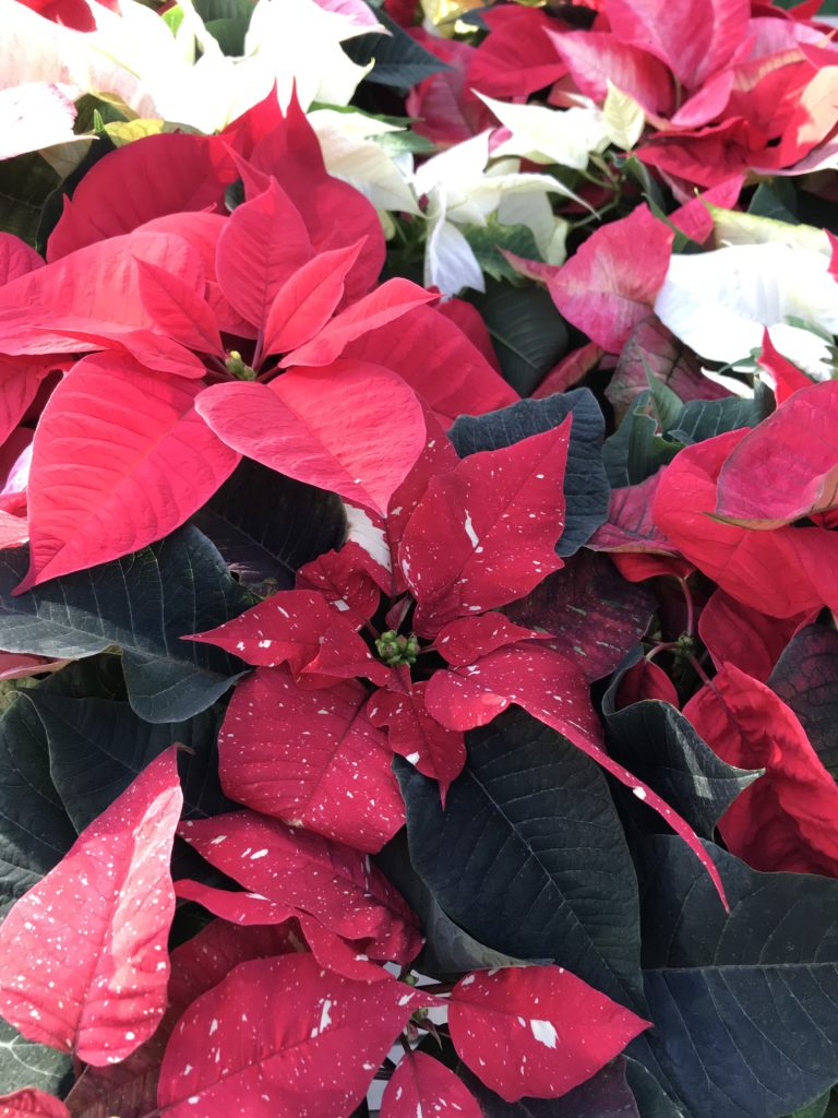 What is Christmas Without a Poinsettia?