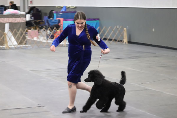 Prince Albert Kennel Club hosts annual All Breed Championship Show