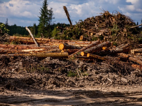 Groups fundraising for court challenge of Saskatchewan logging policy