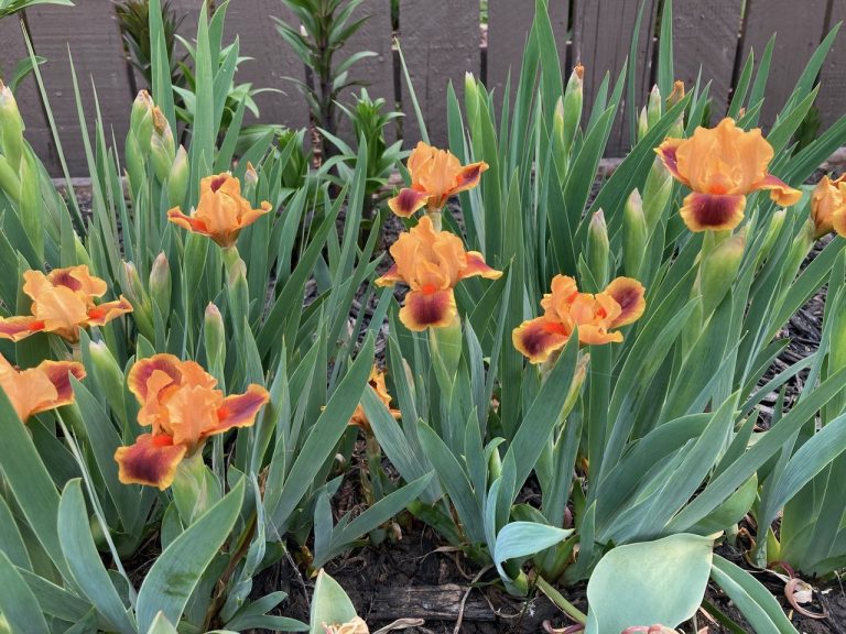 Bearded iris – The varieties! (Part II)