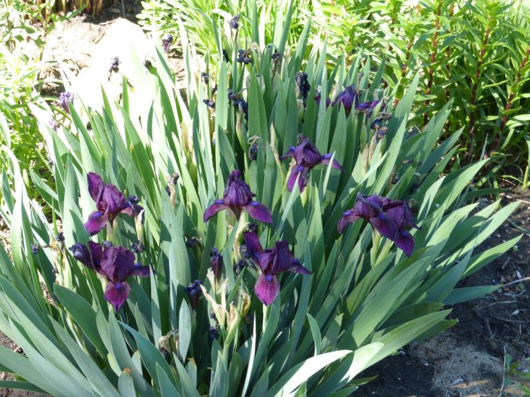 Bearded Iris (Iris germanica) (Part I)