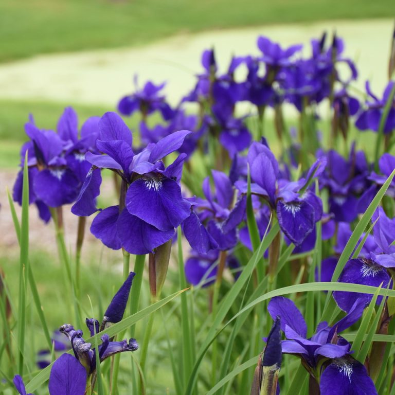 The cultivation of Siberian iris (Iris sibirica)