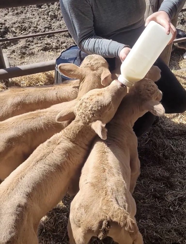Bjorkdale cow offers up rare quadruplet calves
