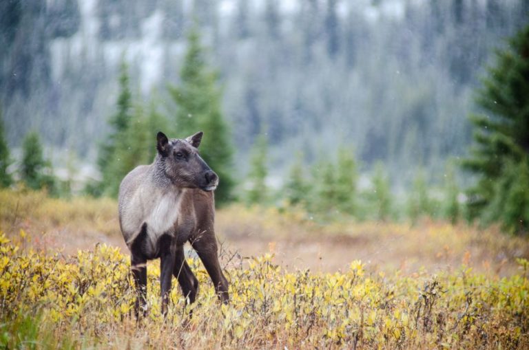 Caribou breeding centre more than halfway finished