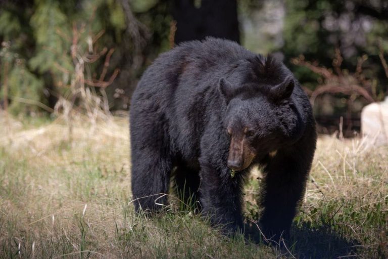 Bears starting to emerge from hibernation in Jasper National Park