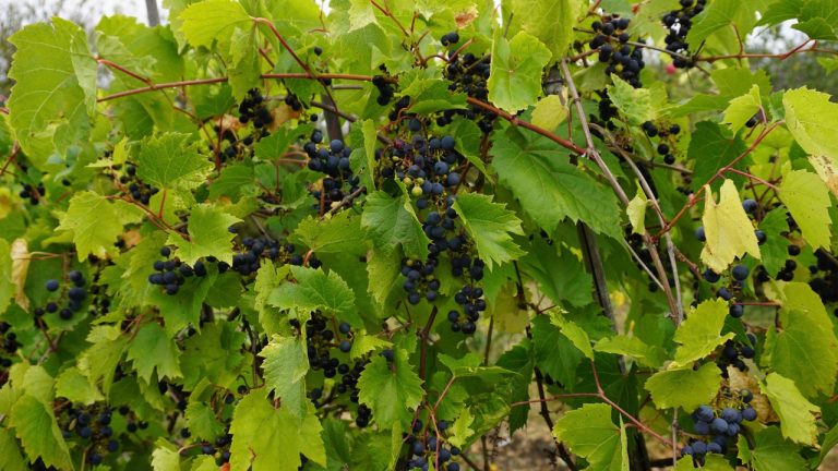 The care and pruning of grapes (Part II)