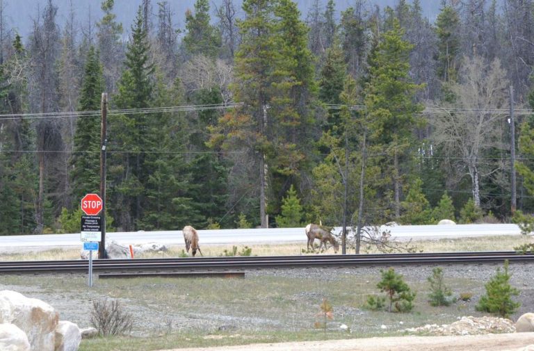 CN to conduct vegetation management through Jasper National Park
