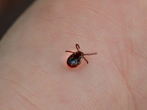 How to protect yourself and pets from ticks in Saskatchewan