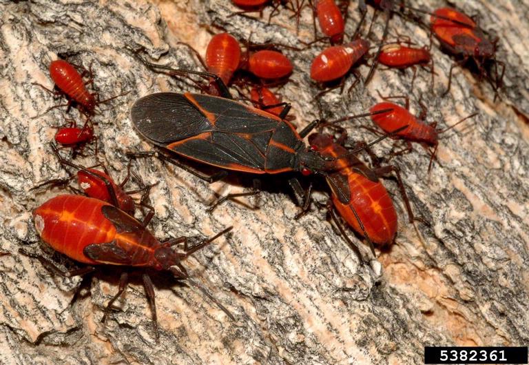 Boxelder bugs – a big nuisance but harmless