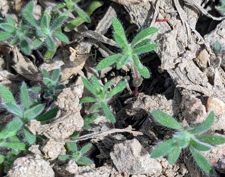 Suspect herbicide-resistant kochia? Here’s what to do