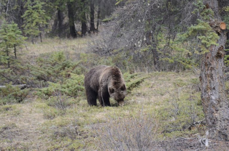 Wildlife groups, NDP critic fire back at province for allowing grizzly bear hunting