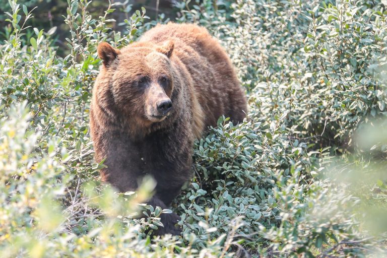 Grizzly bears back in crosshairs as Alberta lifts hunting ban in select cases