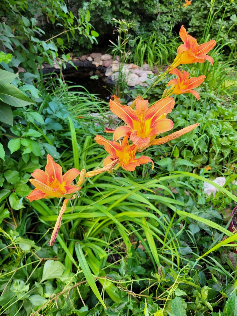 Hemerocallis spp. (daylilies)