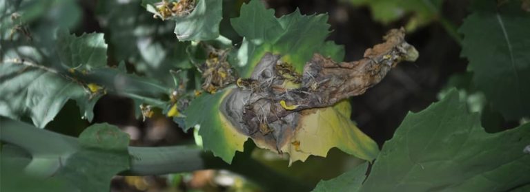 New sclerotinia tool helps growers assess disease risk and severity