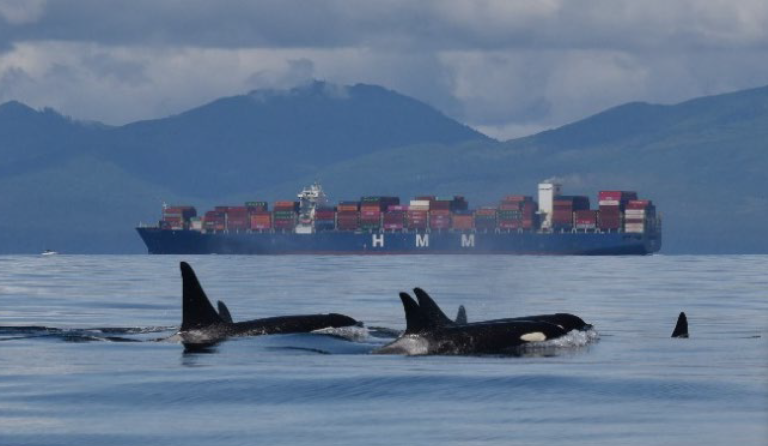 Feds urged to use emergency order to save endangered orcas