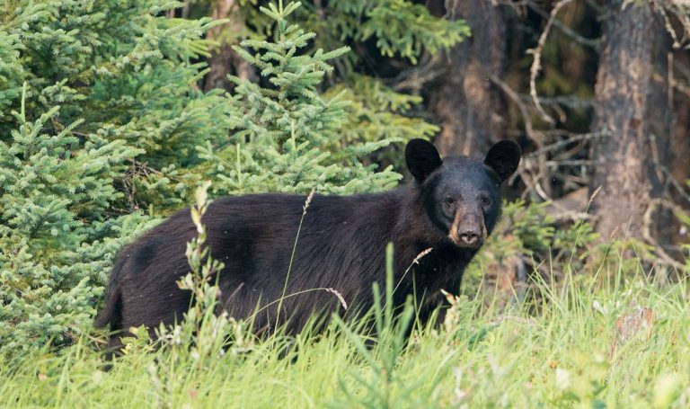 Don’t feed or approach a bear…