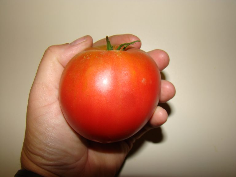 The best tasting tomato in the world