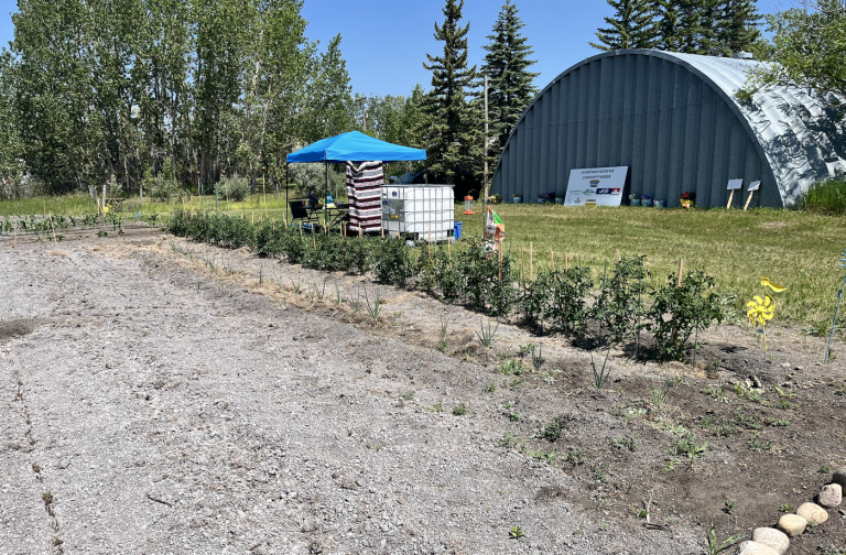 Ochapowace community garden is planting the seeds for a nutritious future