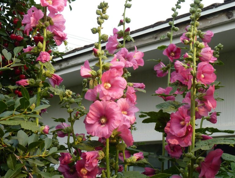 Hollyhocks: a growing guide