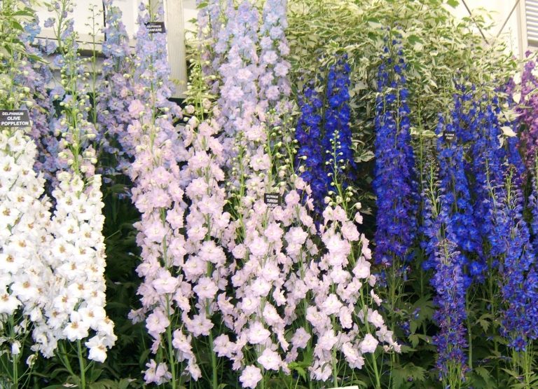 Delphiniums – Queen of the border