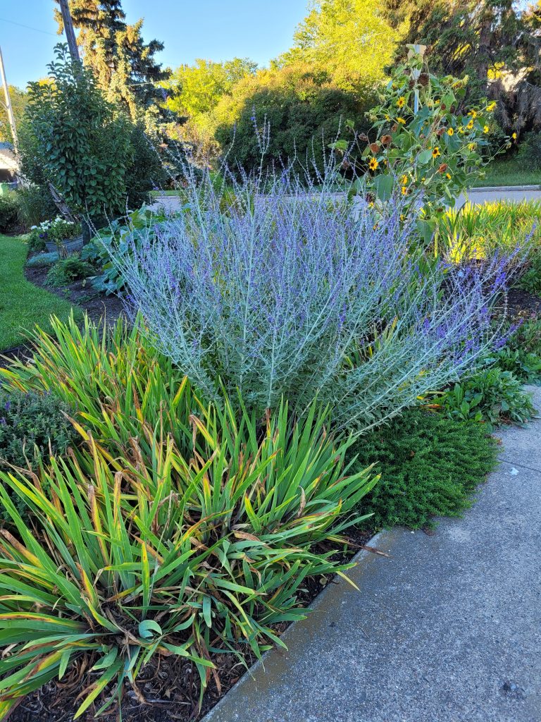 Russian sage (Salvia yangii, syn. Perovskia atriplicifolia)